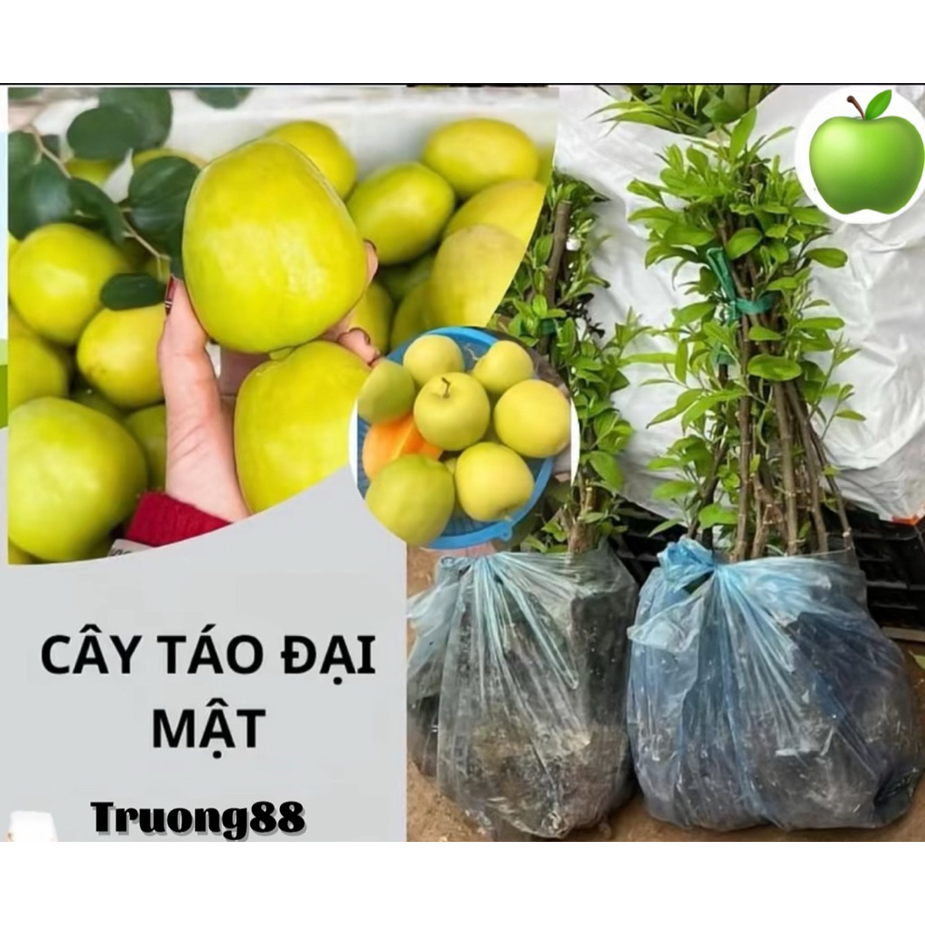 2 CÂY TÁO ĐẠI MẬT F1, sinh trưởng khoẻ nhanh cho trái