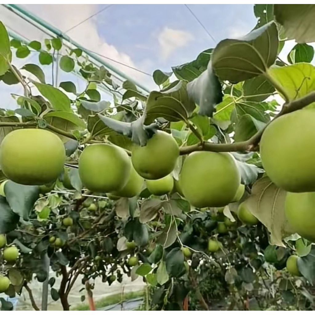 2 CÂY TÁO ĐẠI MẬT F1, sinh trưởng khoẻ nhanh cho trái