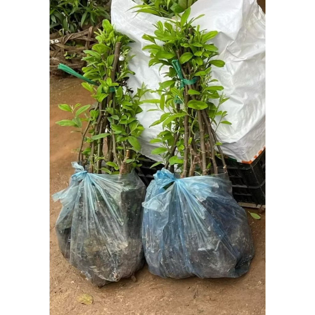 2 CÂY TÁO ĐẠI MẬT F1, sinh trưởng khoẻ nhanh cho trái