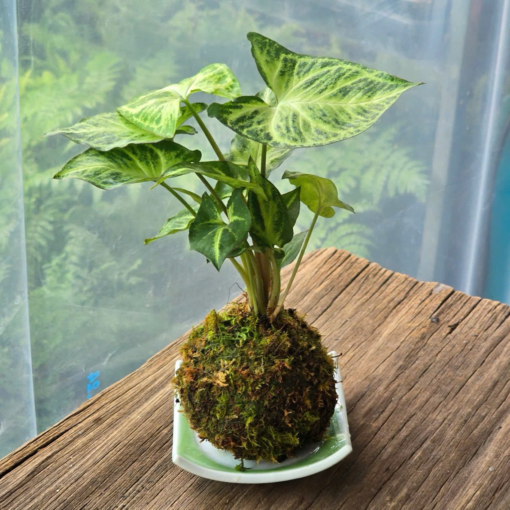 Quả Cầu Rêu Kokedama Môn Lá Bạc Kèm Đĩa