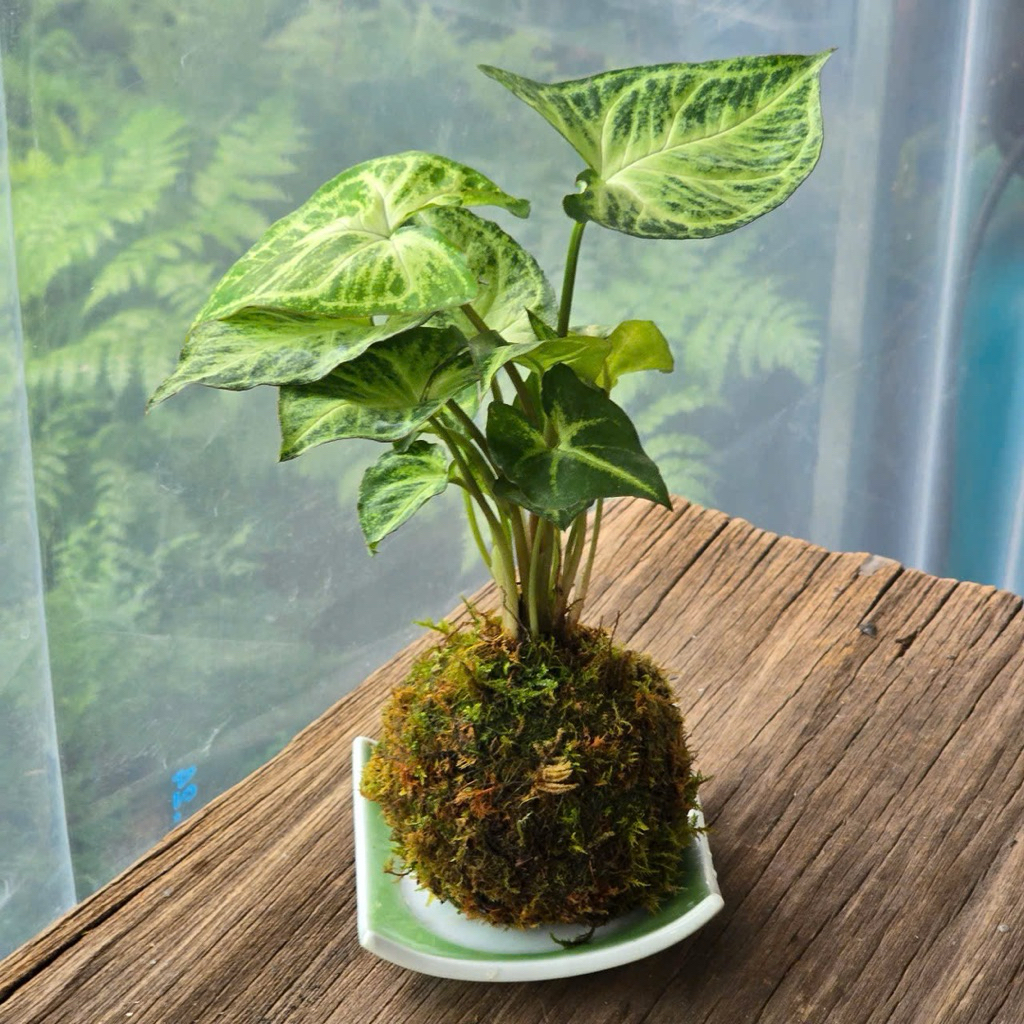 Quả Cầu Rêu Kokedama Môn Lá Bạc Kèm Đĩa