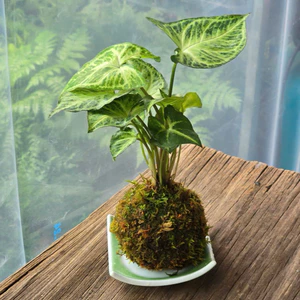 Quả Cầu Rêu Kokedama Môn Lá Bạc Kèm Đĩa