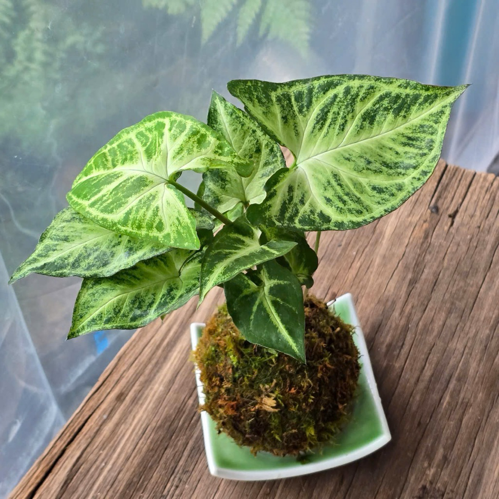 Quả Cầu Rêu Kokedama Môn Lá Bạc Kèm Đĩa