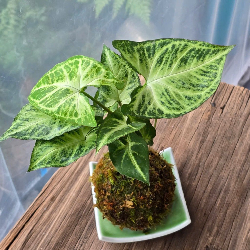 Quả Cầu Rêu Kokedama Môn Lá Bạc Kèm Đĩa