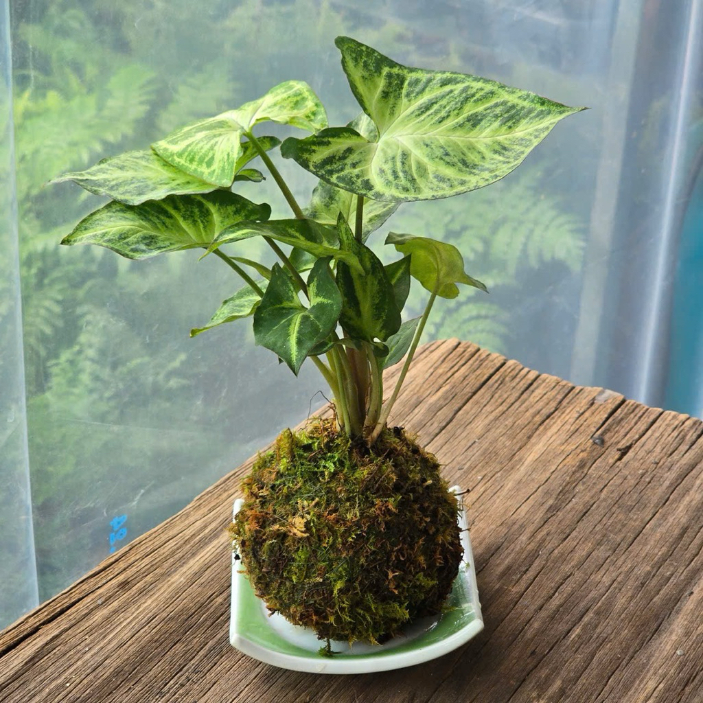 Quả Cầu Rêu Kokedama Môn Lá Bạc Kèm Đĩa