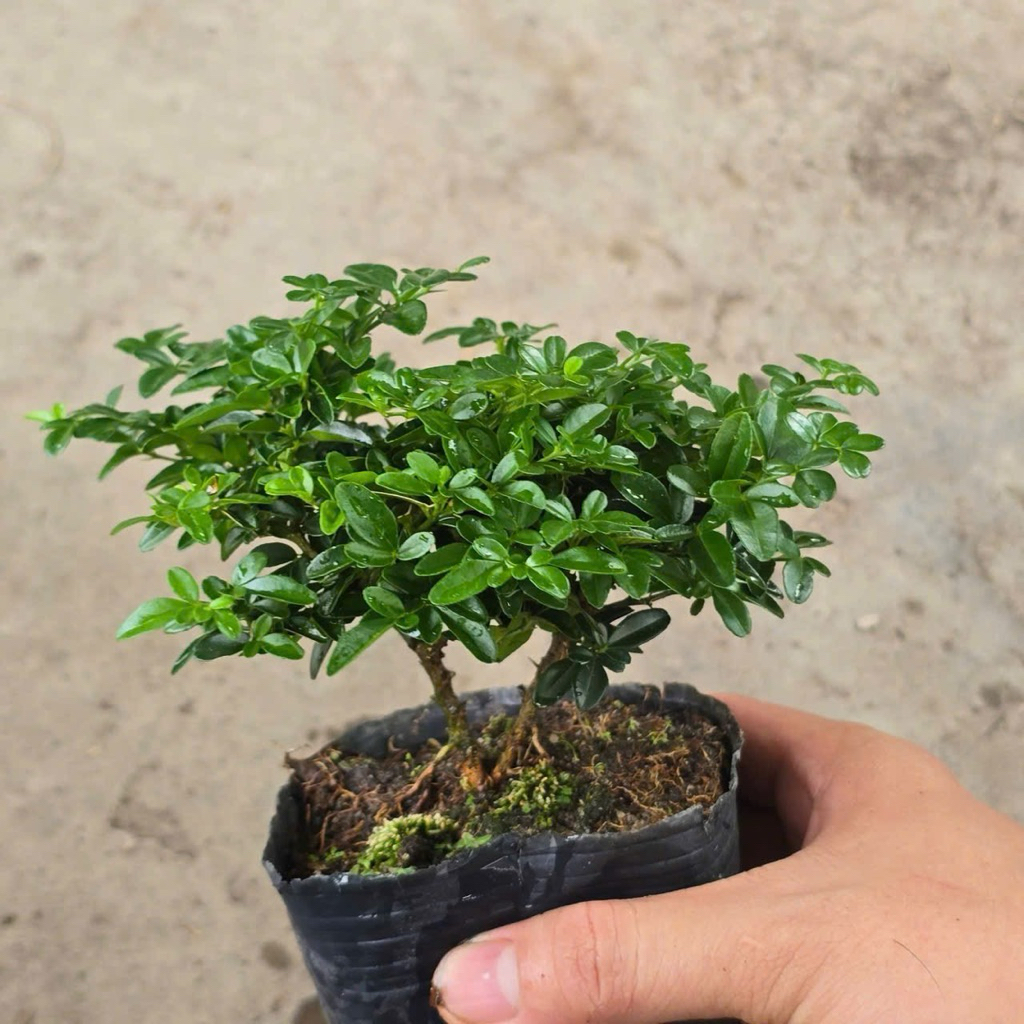 Kim Quýt Thái Bonsai Mini