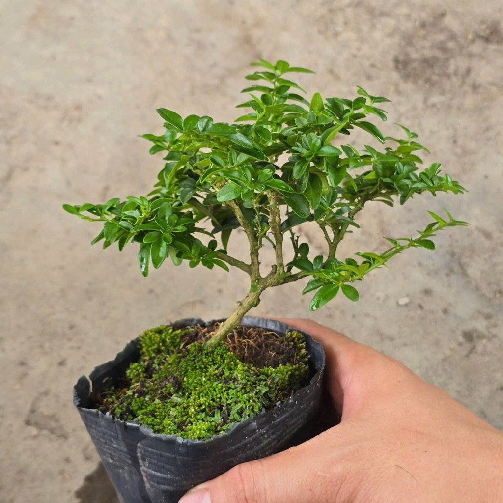 Kim Quýt Thái Bonsai Mini