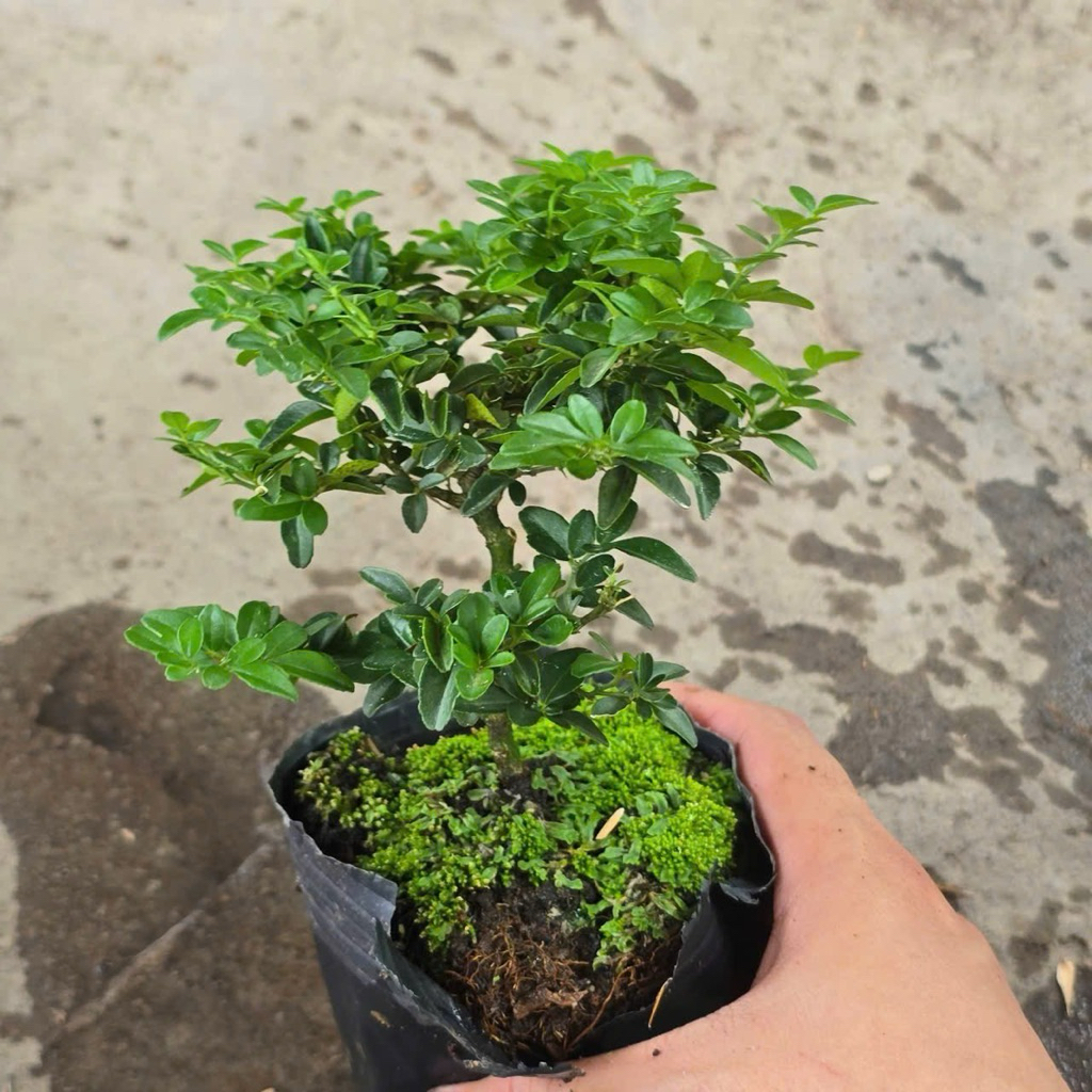 Kim Quýt Thái Bonsai Mini