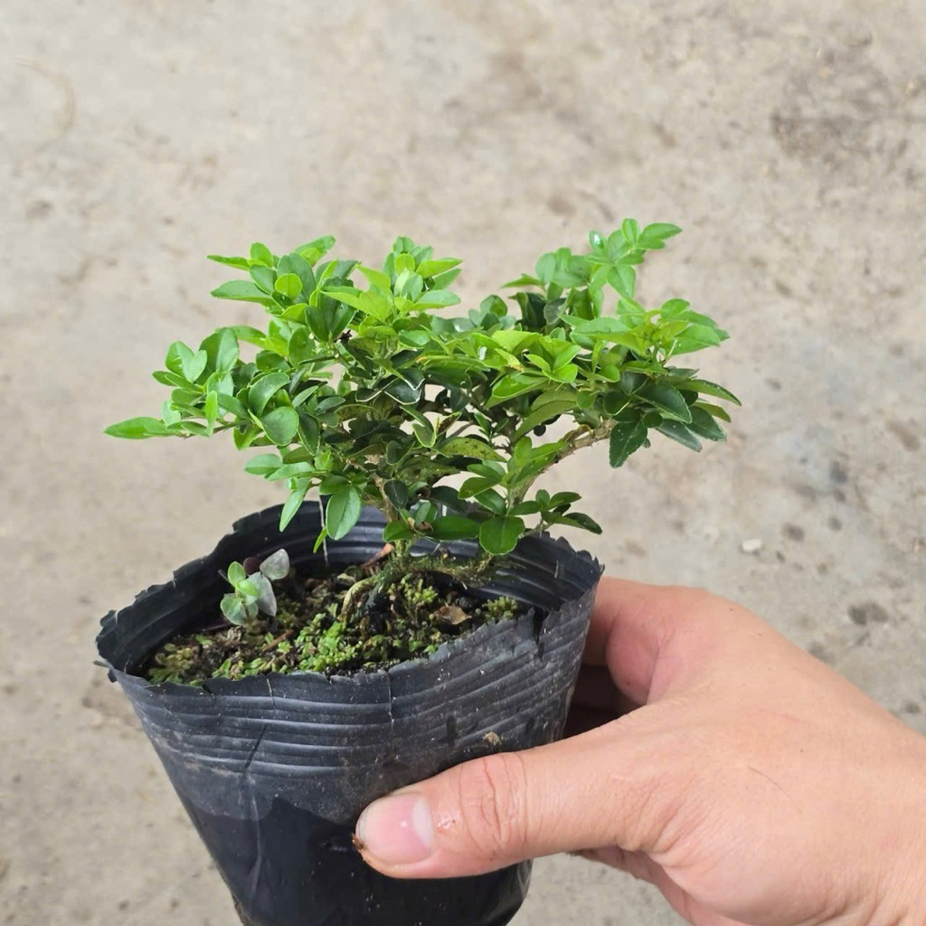 Kim Quýt Thái Bonsai Mini