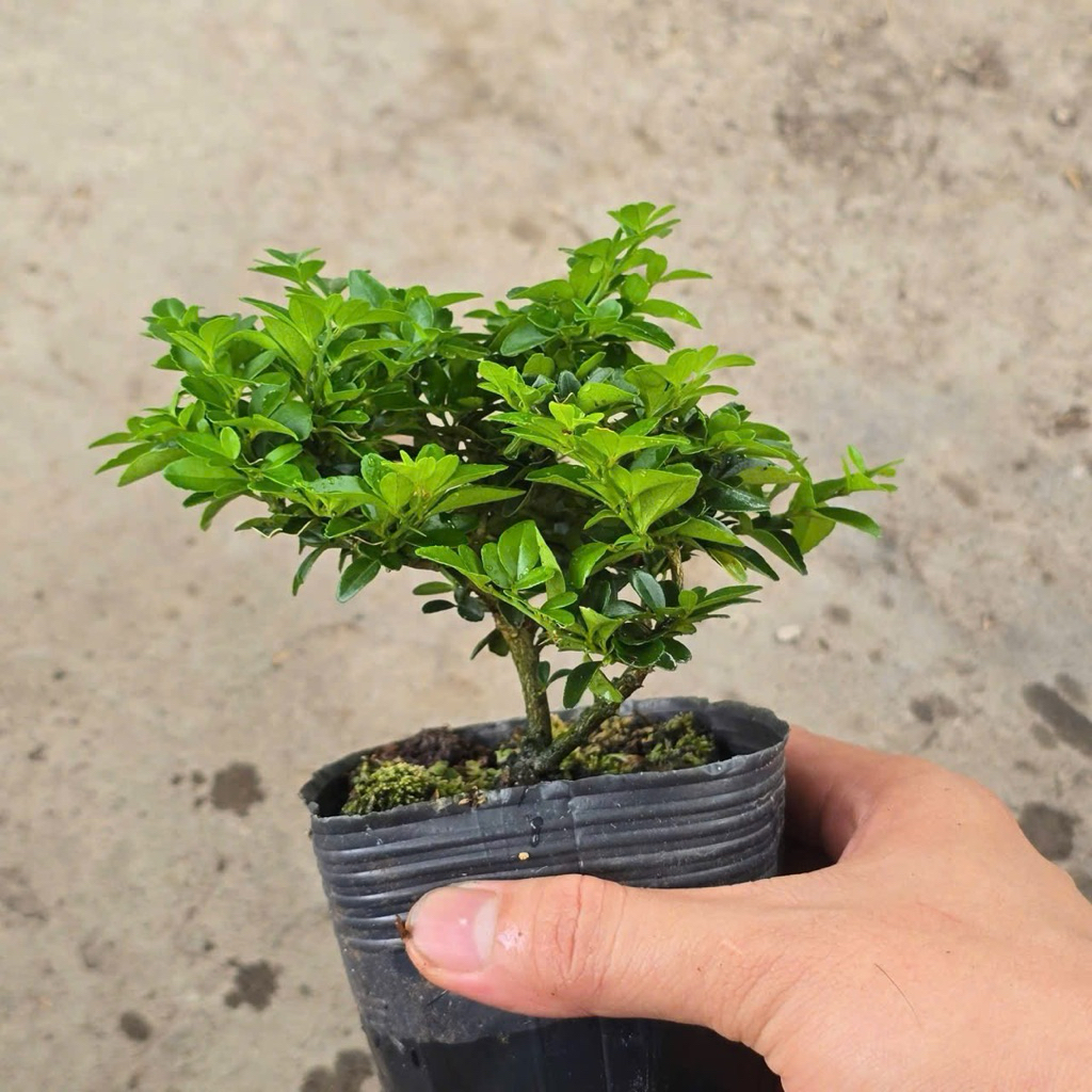 Kim Quýt Thái Bonsai Mini