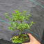 Sam Hương Bonsai Mini