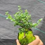 Sam Hương Bonsai Mini