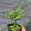 Sam Hương Bonsai Mini