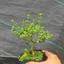 Sam Hương Bonsai Mini