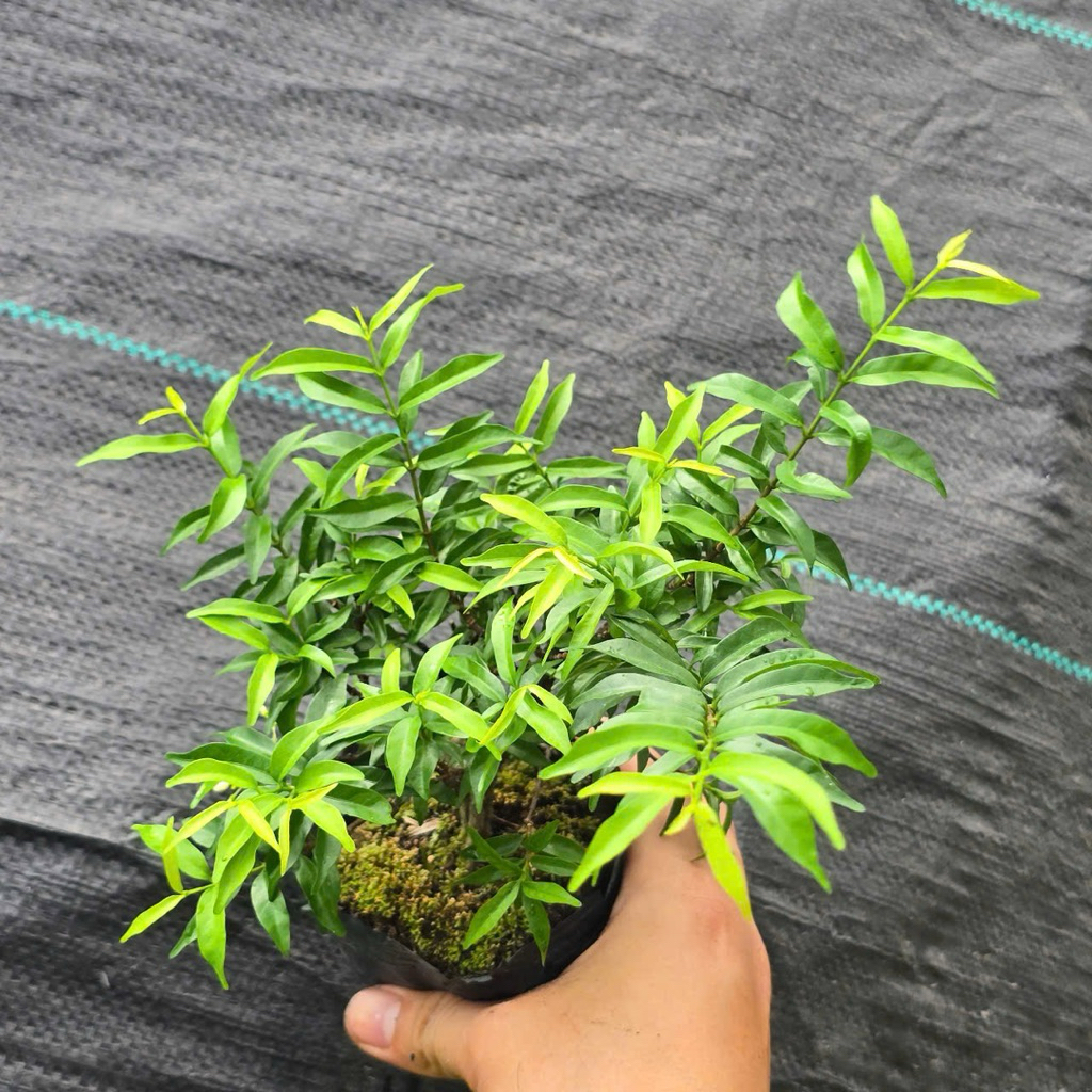 Mai Chiếu Thuỷ Lá Nhỏ Bonsai Mini