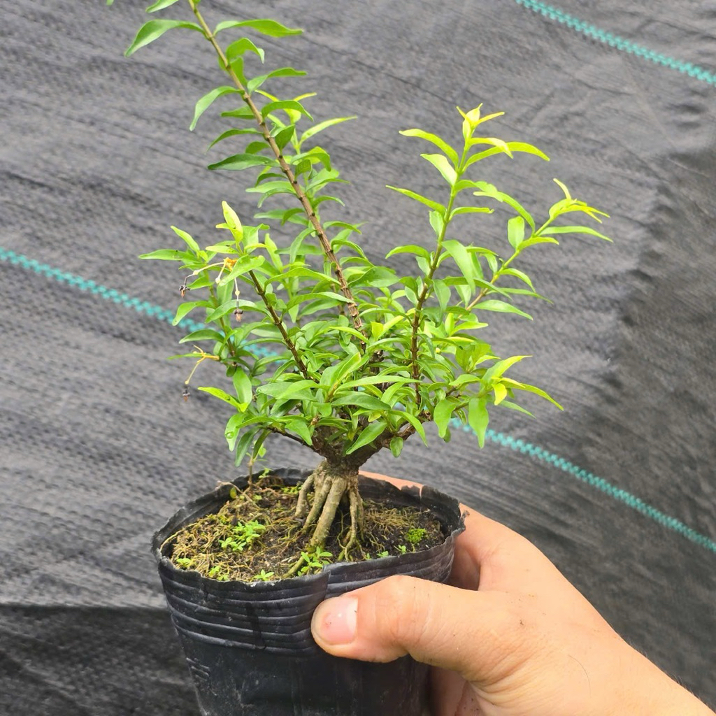 Mai Chiếu Thuỷ Lá Nhỏ Bonsai Mini