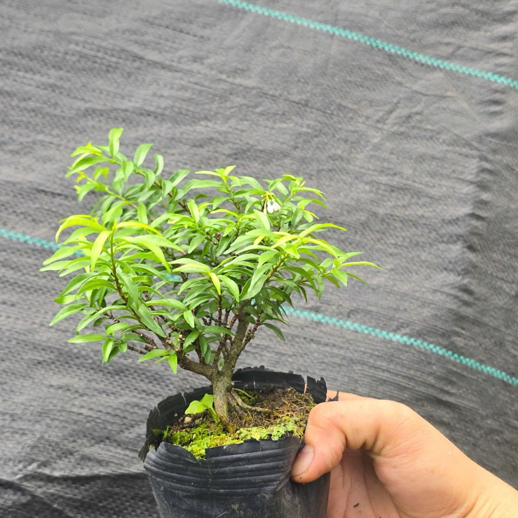 Mai Chiếu Thuỷ Lá Nhỏ Bonsai Mini