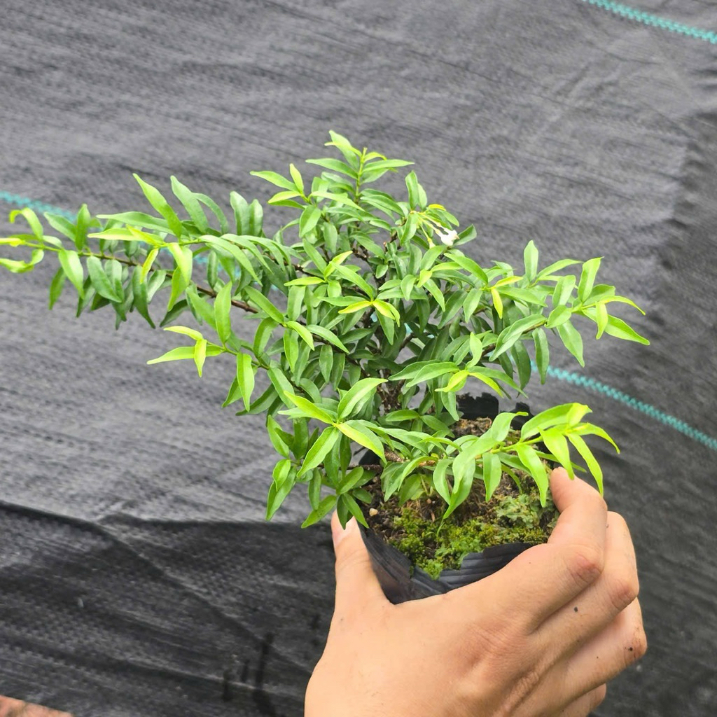 Mai Chiếu Thuỷ Lá Nhỏ Bonsai Mini