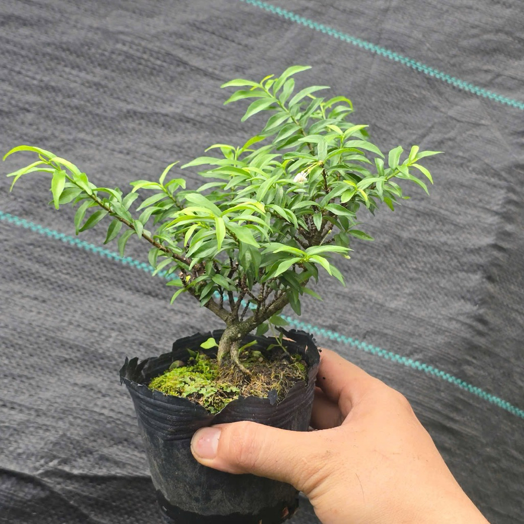 Mai Chiếu Thuỷ Lá Nhỏ Bonsai Mini
