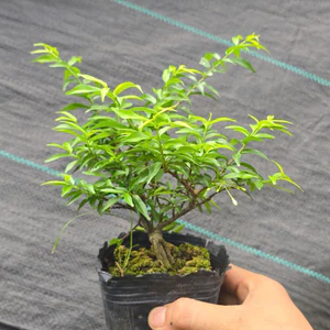 Mai Chiếu Thuỷ Lá Nhỏ Bonsai Mini