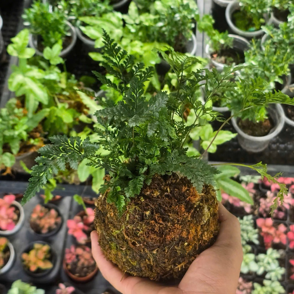 Quả Cầu Rêu Kokedama Dương Sỉ Chân Thỏ