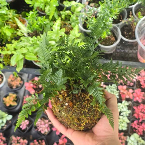 Quả Cầu Rêu Kokedama Dương Sỉ Chân Thỏ