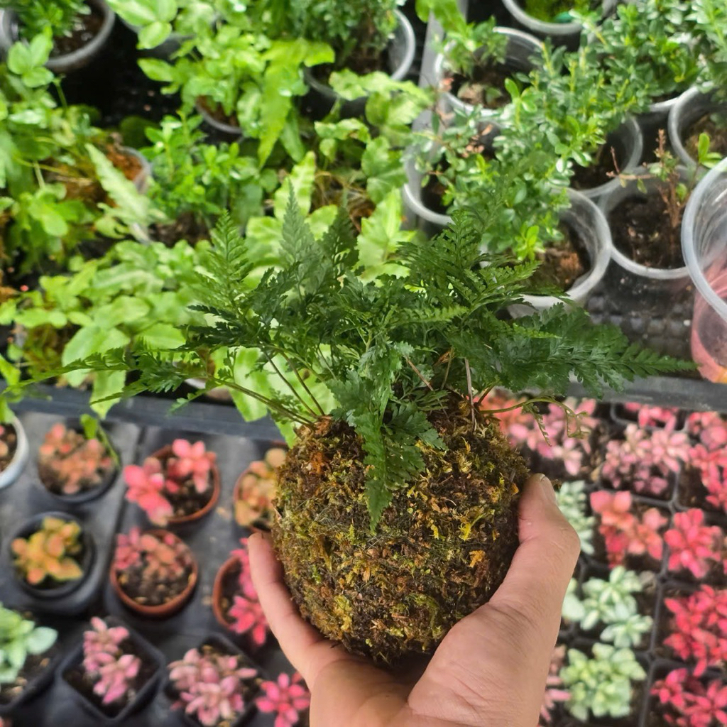 Quả Cầu Rêu Kokedama Dương Sỉ Chân Thỏ