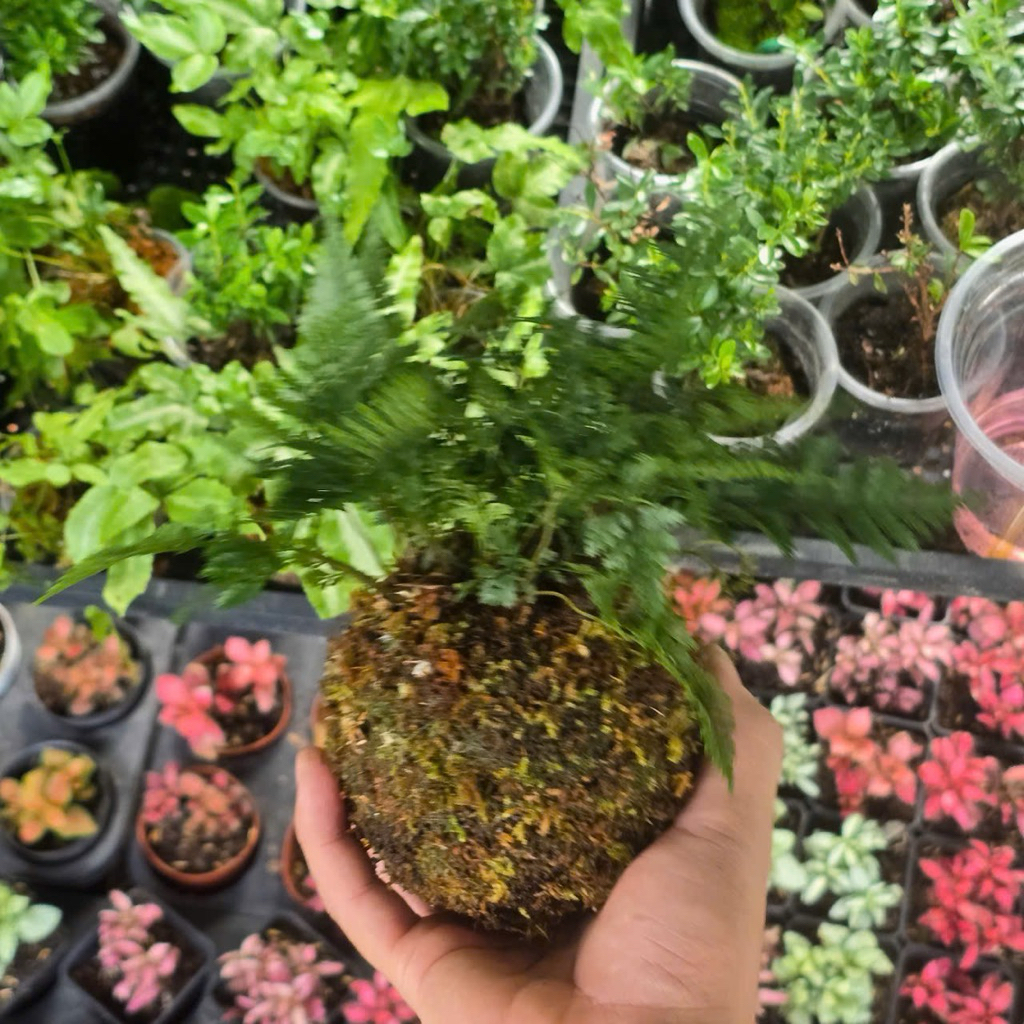 Quả Cầu Rêu Kokedama Dương Sỉ Chân Thỏ