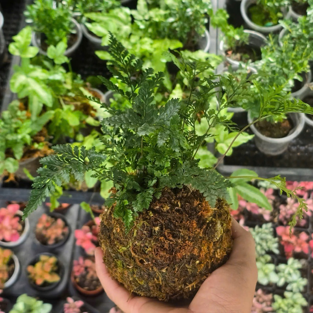 Quả Cầu Rêu Kokedama Dương Sỉ Chân Thỏ