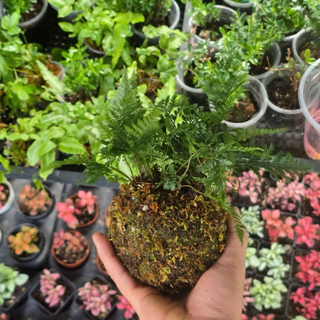 Quả Cầu Rêu Kokedama Dương Sỉ Chân Thỏ
