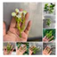 Set 100g Cỏ Móc Cỏ Điểm Hoa Cúc Đã Bỏ Gọng Dùng Để Trang Trí, Bó Hoa, Cúc Hoạ Mi, Cúc Tana DUHA 010