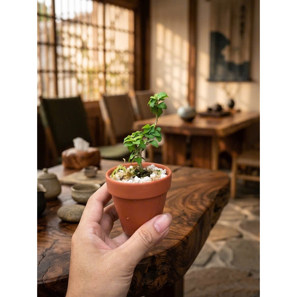 Cây aisatica gmelina , cây tu hú đông mini dòng cây cảnh mini chơi terrarium , bán cạn, tiểu cảnh