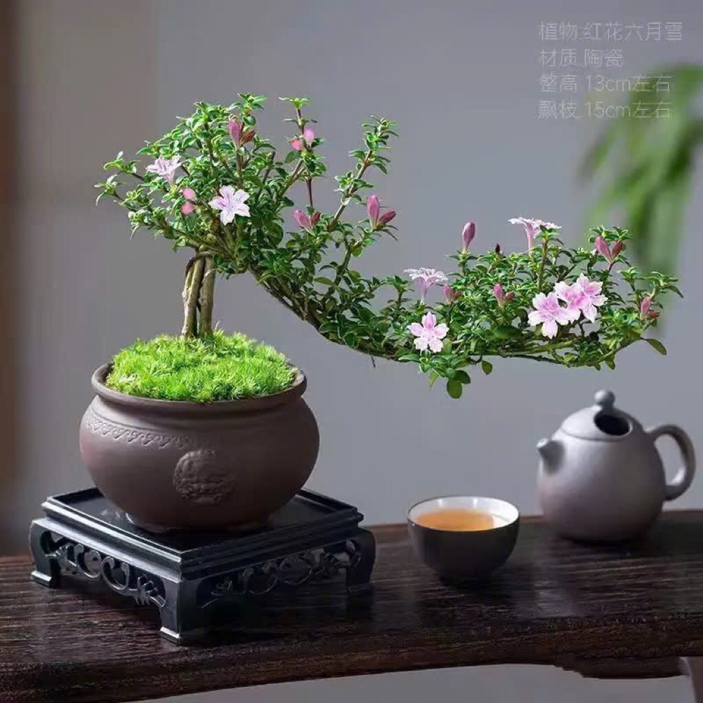 Đế đặt chậu cây bonsai,chậu cây phong thuỷ,chất liệu nhựa cứng cao cấp