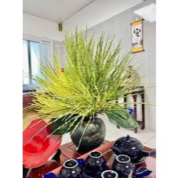 Hoa cau tươi - Cau hoa tươi - Cắm thờ, trang trí - hương rất thơm ( Đặt hàng mới cắt tại vườn)
