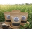 HẠT MÈ ĐEN NẢY MẦM SẤY KHÔ Chưa rang , Hộp 500 gram ,