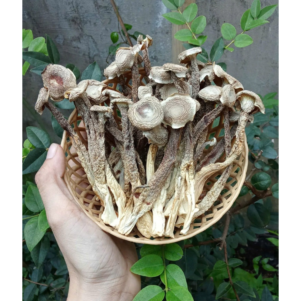 Nấm Lộc Nhung Khô Nguyên Cây (MỚI - ĐẸP) - Nấm khô dài đẹp, không vụn