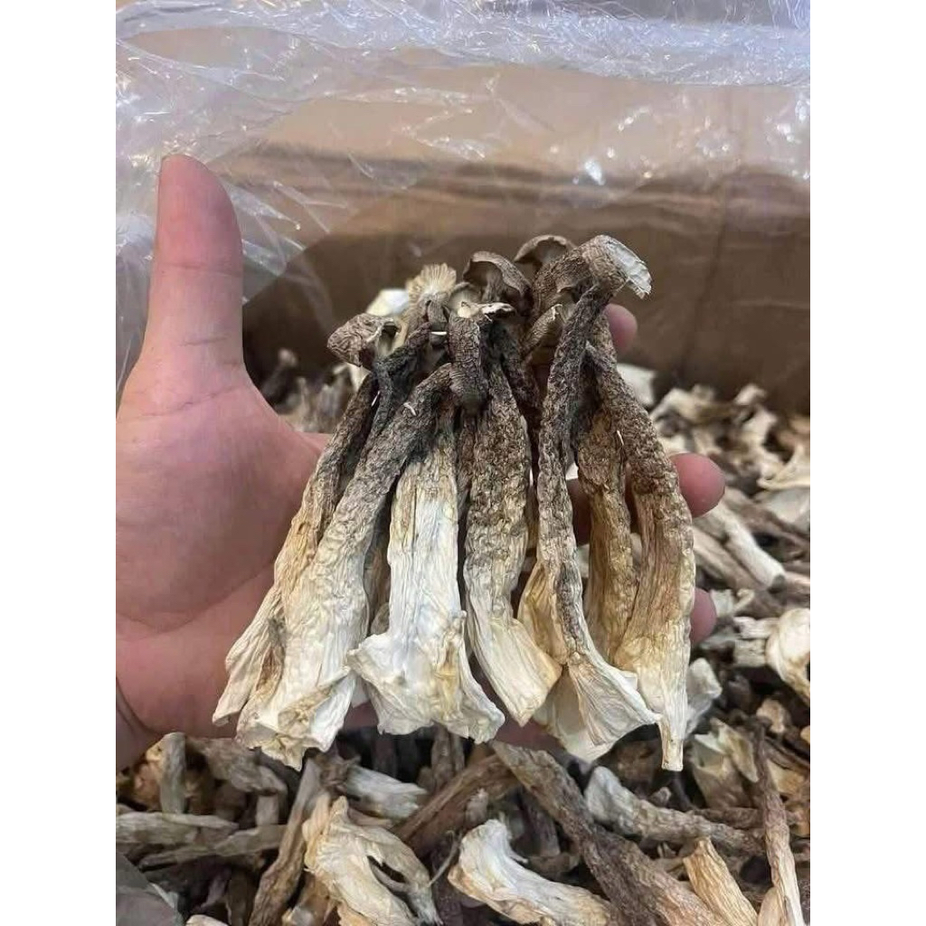 Nấm Lộc Nhung Khô Nguyên Cây (MỚI - ĐẸP) - Nấm khô dài đẹp, không vụn