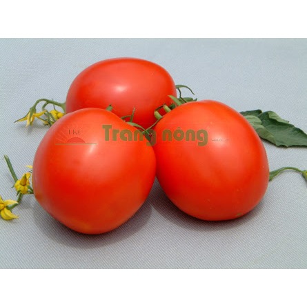 Hạt Giống Cà Chua gói 0,6gr ( khoảng 175 hạt), Rau Ăn Quả Trang Nông TN 798, Hạt Nảy Mầm Nhanh, Mạnh
