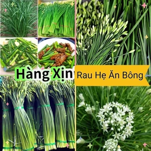 Hạt Giống Rau Lá Hẹ Ăn Bông♥️ Cực Ngon, Hàng Chọn Lọc Năng Suất Cao