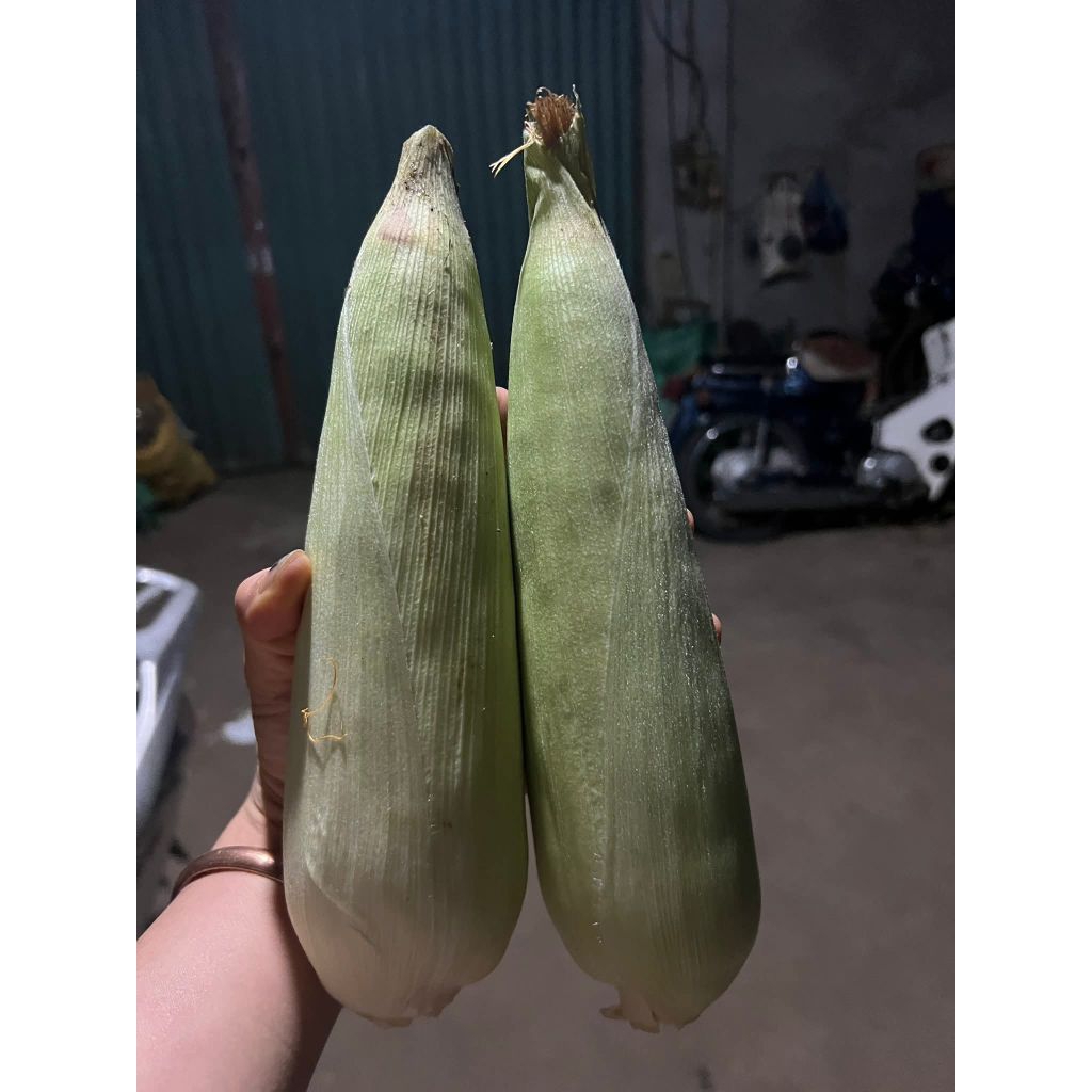 100 Gam Hạt Giống Ngô Nếp Lai Ngọc Châu, Hàng Công Ty Chất Lượng Cao