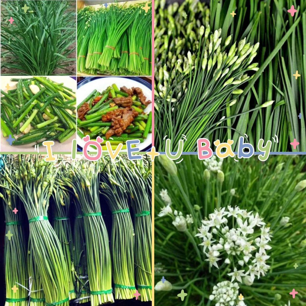 Hạt Giống Rau Lá Hẹ Ăn Bông♥️ Cực Ngon, Hàng Chọn Lọc Năng Suất Cao