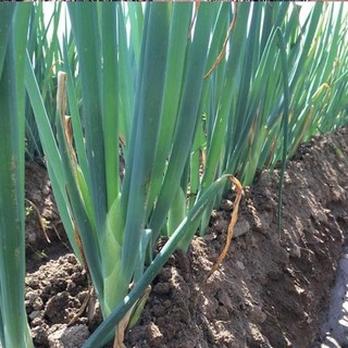Hạt giống Hành lá gốc trắng,hành dương-Giant Green Onion Seed-300viên