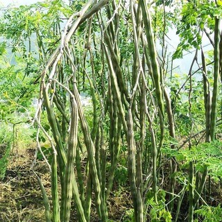 Hạt Giống Chùm Ngây -moringa tree-5viên