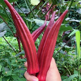 Hạt giống Đậu Bắp Đỏ quả to  siêu năng -Red Okra Seeds  -20 hạt