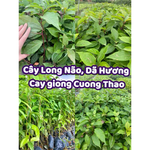 Cây giống Long Não, Dã Hương ( Mua 10 tặng 1 )