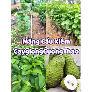 Cây giống Mãng Cầu Xiêm, Mãng Cầu Gai, Na Xiêm, Na Gai (mua 10 tặng 1)