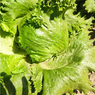 Hạt  giống xà lách giòn Iceberg xanh-Iceberg Lettuce-700 hạt
