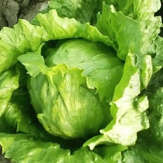 Hạt  giống xà lách giòn Iceberg xanh-Iceberg Lettuce-700 hạt
