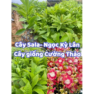Cây giống Sala, Thala - Ngọc Kỳ Lân (mua 10 tặng 1)