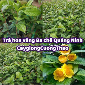 Cây Trà hoa vàng, chè hoa vàng ba chẽ Quảng Ninh (mua 10 tặng 1)